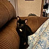 cat, black_cat, white_chest, pet, feline, yellow_eyes, pointed_ears, sitting, couch, sofa, blanket, living_room, indoors, home, portrait, cozy, furniture, black_fur, domestic_animal, animal_photography