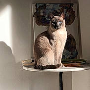 Bouzid a rejoint le concours — aidez-le/la à gagner de superbes lots ! cat, siamese_cat, table, shadow, sunlight, indoor, wall, painting, plate, feline, pet, animal, sitting, fur, blue_eyes, cozy, decor, still_life, artwork, quiet