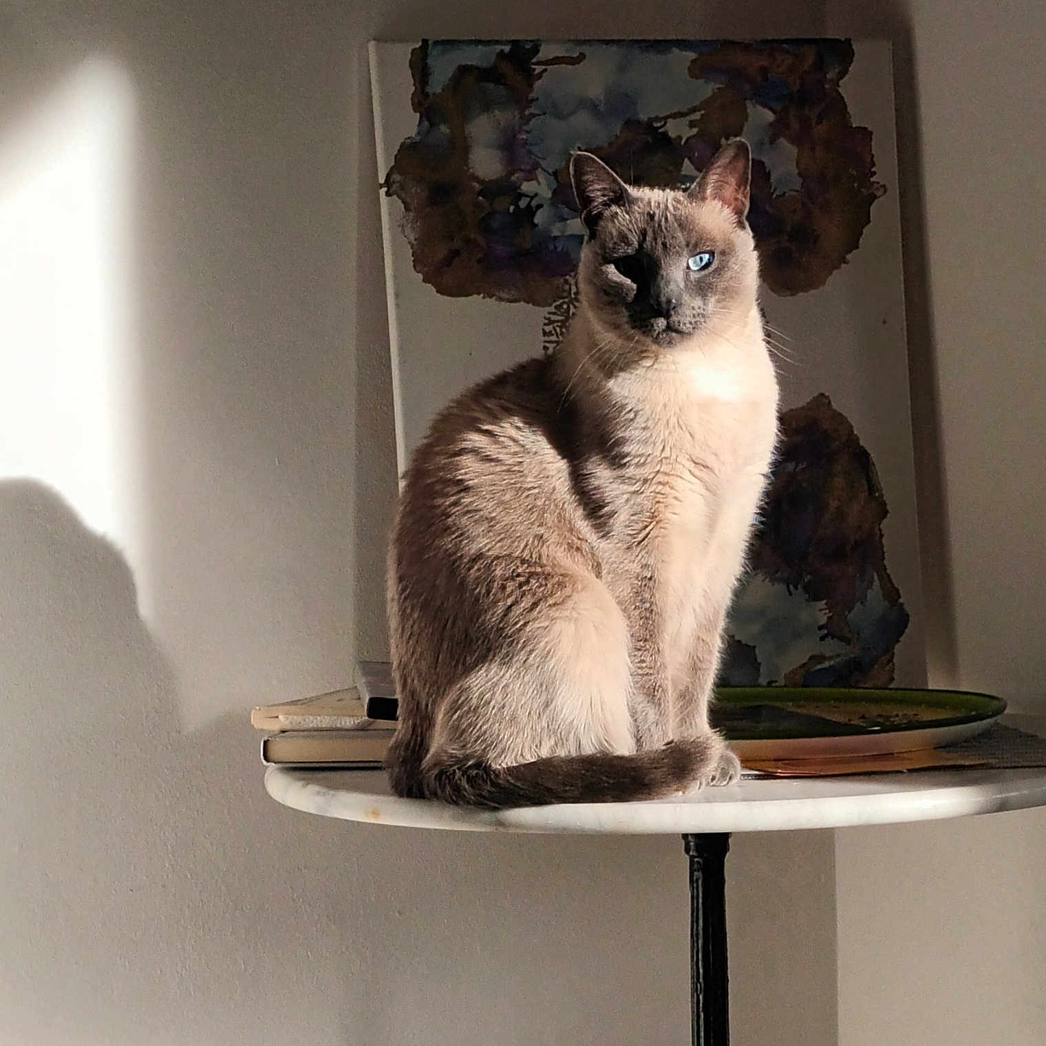 Bouzid a rejoint le concours — aidez-le/la à gagner de superbes lots ! animal, artwork, blue_eyes, cat, cozy, decor, feline, fur, indoor, painting, pet, plate, quiet, shadow, siamese_cat, sitting, still_life, sunlight, table, wall