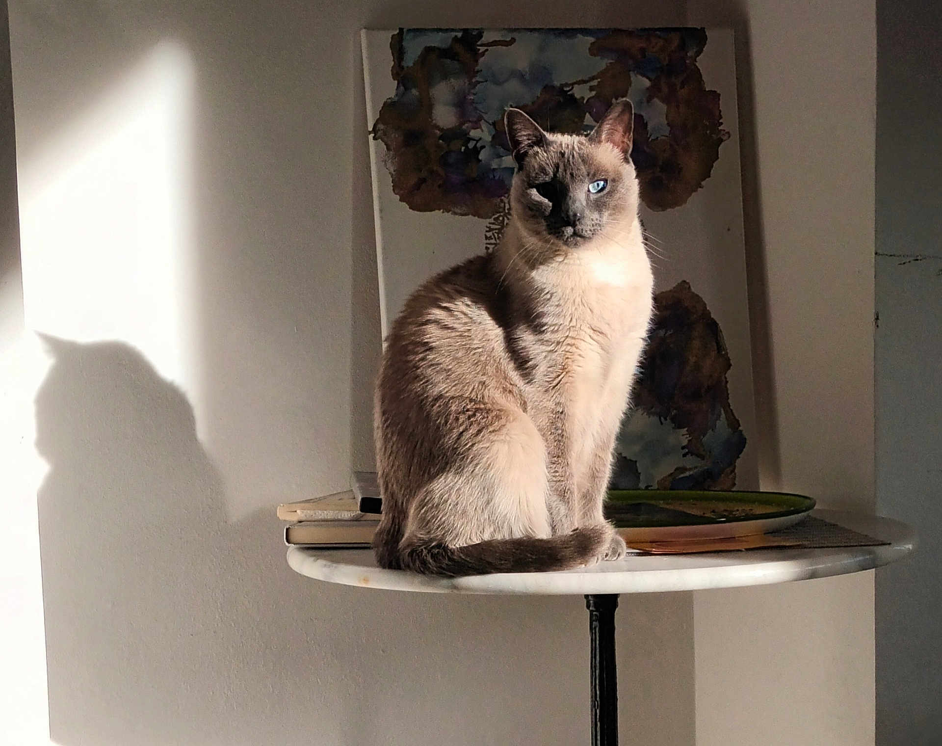Bouzid a rejoint le concours — aidez-le/la à gagner de superbes lots ! cat, siamese_cat, table, shadow, sunlight, indoor, wall, painting, plate, feline, pet, animal, sitting, fur, blue_eyes, cozy, decor, still_life, artwork, quiet