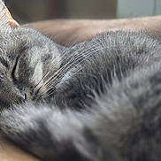 Blue a rejoint le concours — aidez-le/la à gagner de superbes lots ! cat, sleeping, gray_tabby, fur, whiskers, closed_eyes, animal, pet, cozy, resting, arm, human, indoor, closeup, soft_light, relaxation, cute, companion, feline, peaceful