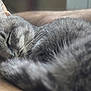 cat, sleeping, gray_tabby, fur, whiskers, closed_eyes, animal, pet, cozy, resting, arm, human, indoor, closeup, soft_light, relaxation, cute, companion, feline, peaceful