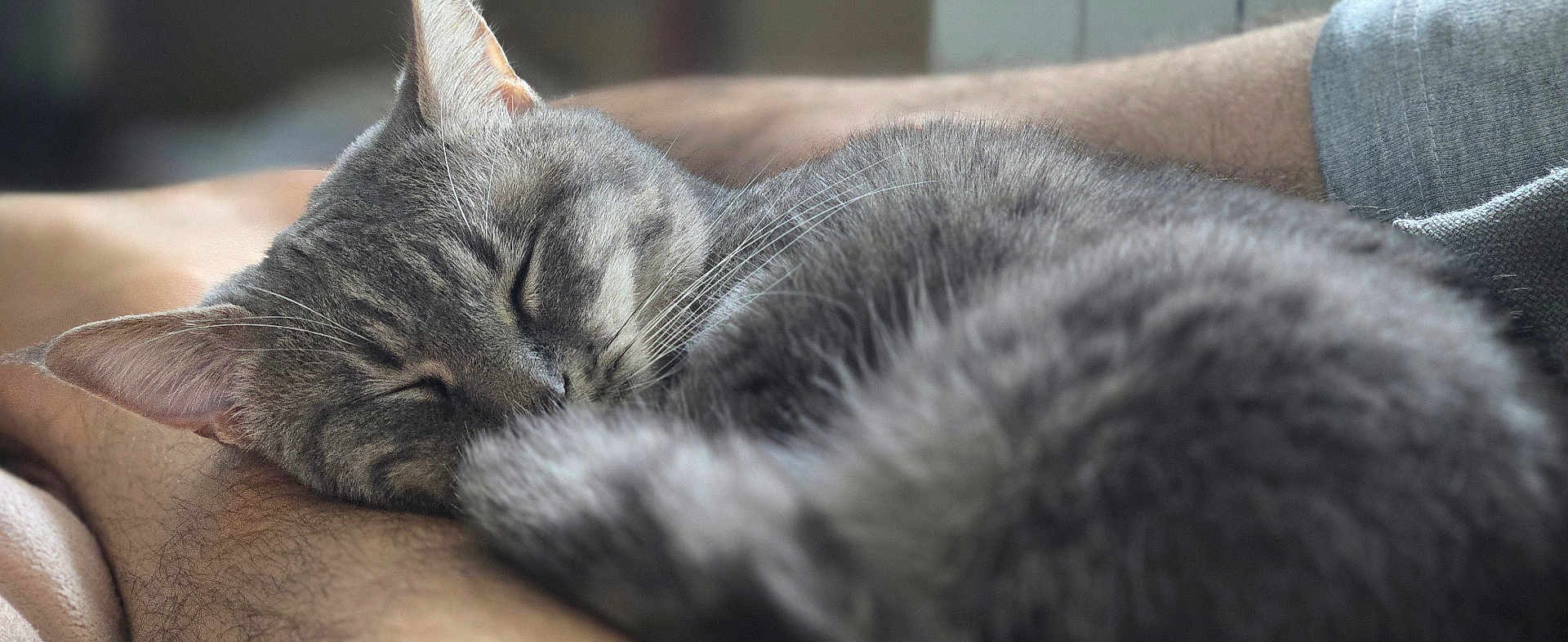 Blue a rejoint le concours — aidez-le/la à gagner de superbes lots ! cat, sleeping, gray_tabby, fur, whiskers, closed_eyes, animal, pet, cozy, resting, arm, human, indoor, closeup, soft_light, relaxation, cute, companion, feline, peaceful