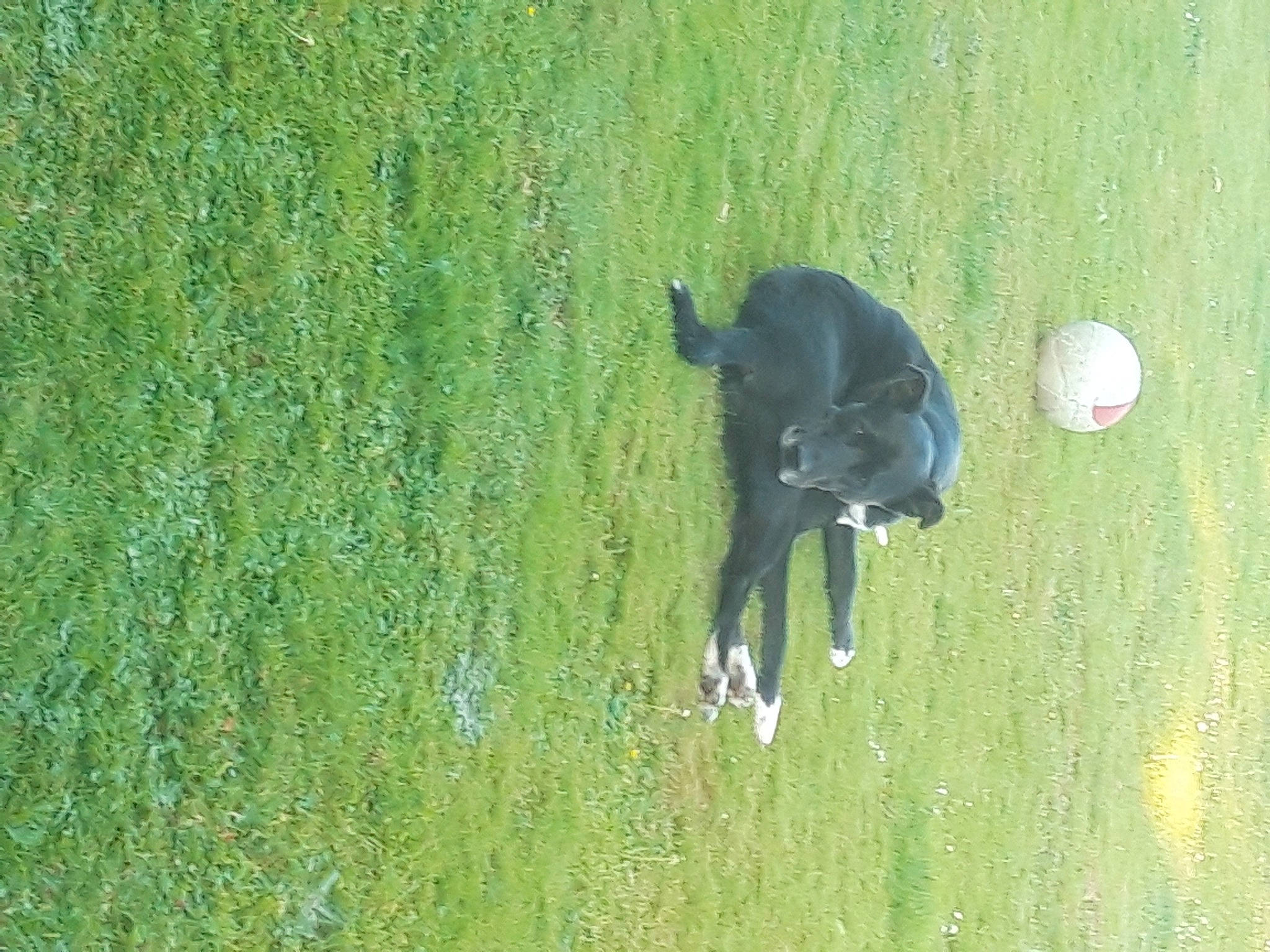 Chuck participe au concours pour gagner de l'argent avec cette photo : canidae, carnivore, dog_breed, grass, green, organism, sporting_group, tail