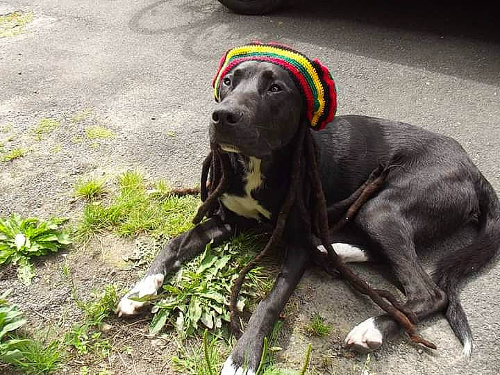 Chuck a rejoint le concours — aidez-le/la à gagner de superbes lots ! blue_lacy, canidae, carnivore, dog, dog_breed, great_dane, guard_dog, hunting_dog, mammal, non_sporting_group, snout, sporting_group, vertebrate, weimaraner, working_dog