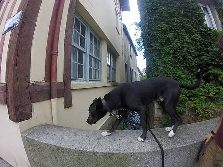 Chuck a rejoint le concours — aidez-le/la à gagner de superbes lots ! canidae, carnivore, companion_dog, dog, dog_breed, great_dane, greyhound, guard_dog, mammal, non_sporting_group, photography, snout, sporting_group, vertebrate