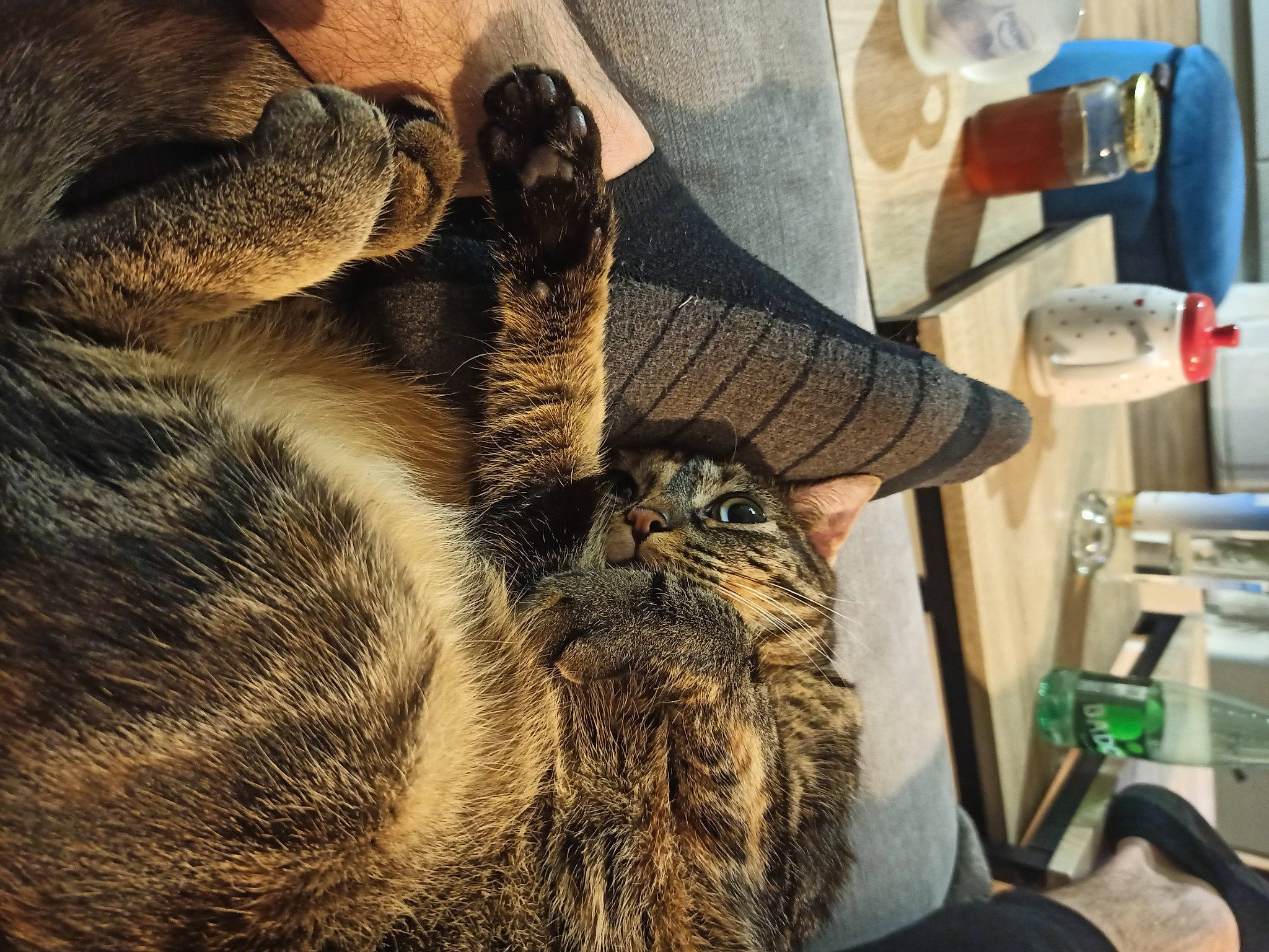 Nessie participe au concours pour gagner de l'argent avec cette photo : carnivore, cat, comfort, domestic_short_haired_cat, ear, fawn, felidae, fur, hat, machine, metal, paw, room, small_to_medium_sized_cats, snout, tail, terrestrial_animal, whiskers, wildlife, wood