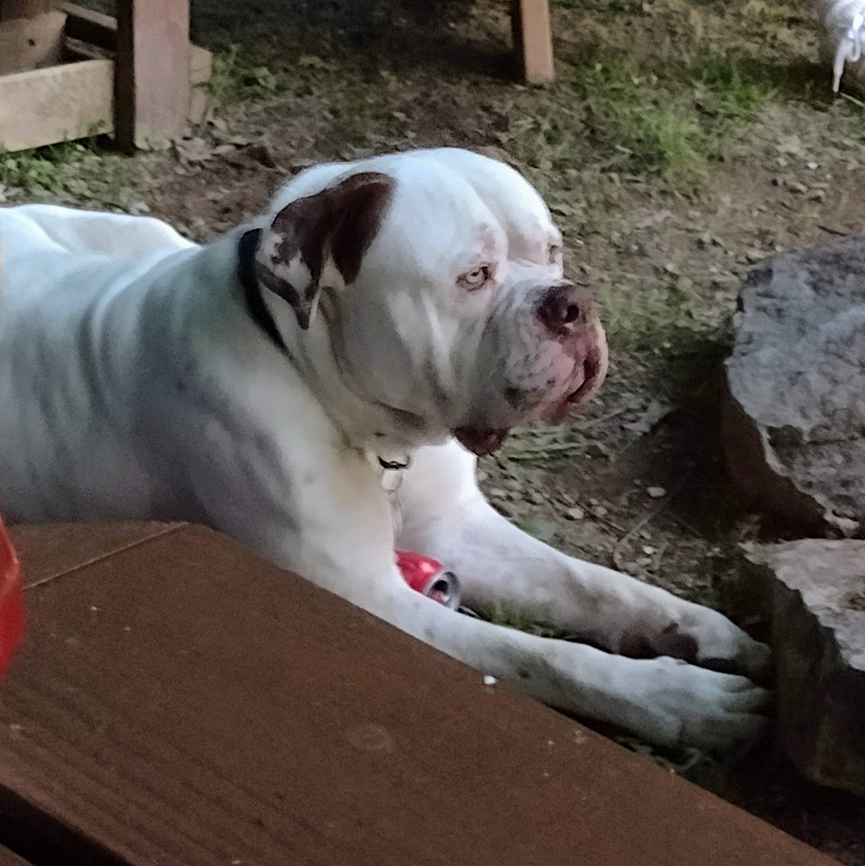 Harley is registered to the contest to win money with this photo: canidae, carnivore, collar, companion_dog, dog, dog_breed, dog_collar, dog_supply, dogo_guatemalteco, fawn, grass, non_sporting_group, old_english_bulldog, pet_supply, snout, sporting_group, terrestrial_animal, working_animal, working_dog, wrinkle