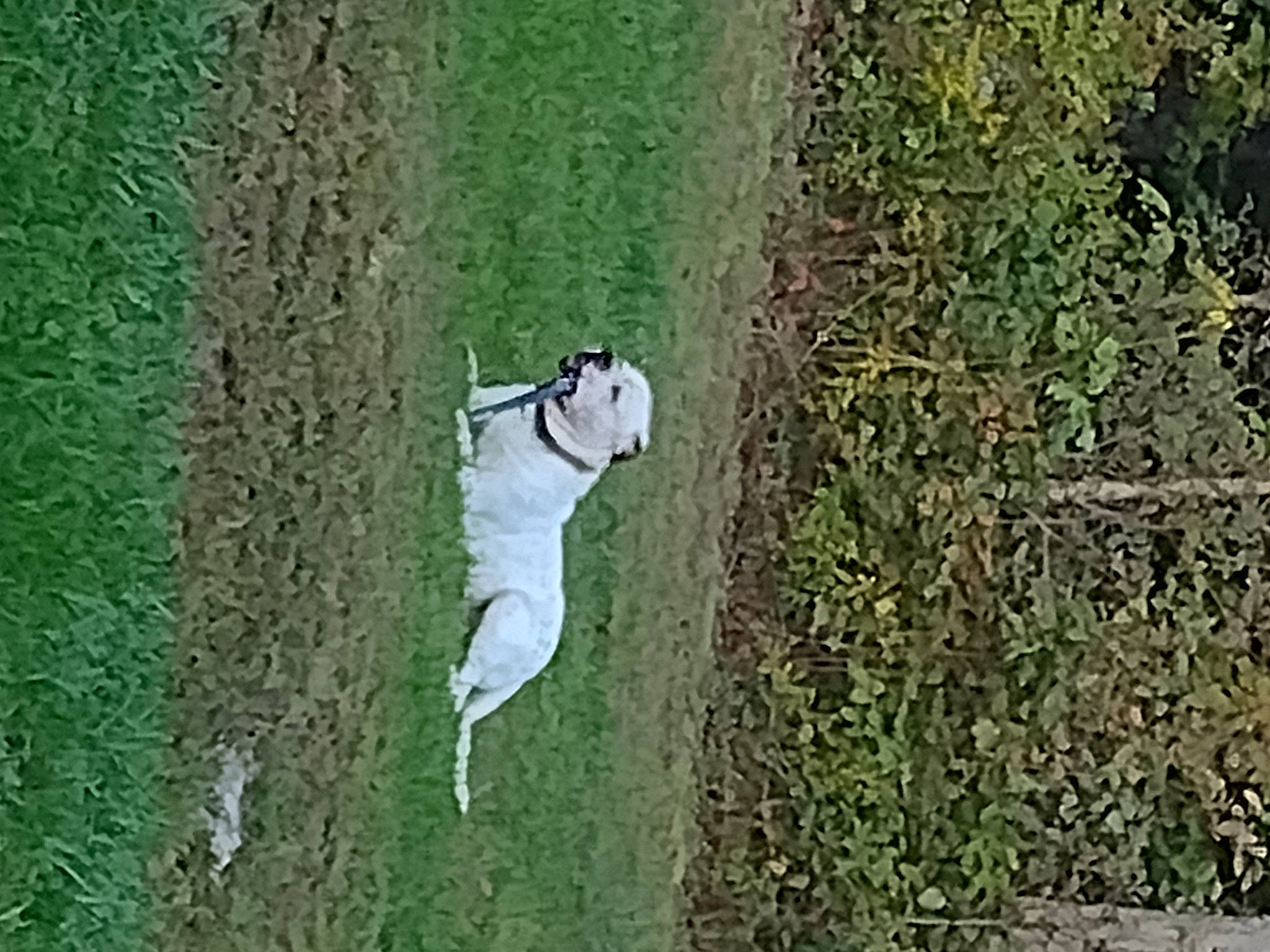 Knucklehead is registered to the contest to win money with this photo: canidae, carnivore, dog_breed, felidae, field, flooring, grass, grass_family, grassland, landscape, pasture, plant, recreation, shrub, soil, sporting_group, tail, tree, trunk, wood