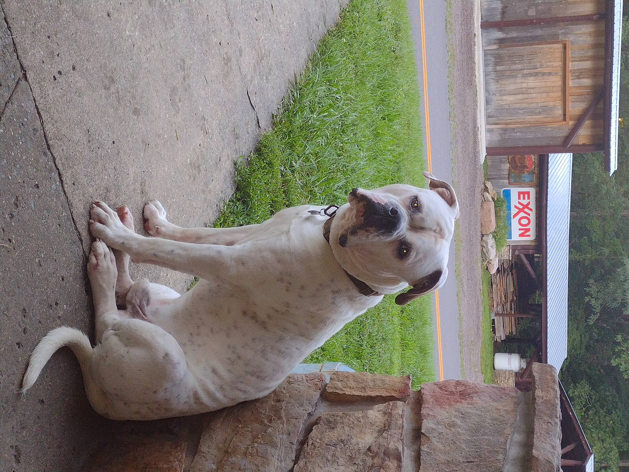 Knucklehead joined the competition — help win amazing prizes! big_cats, canidae, carnivore, collar, companion_dog, dog, dog_breed, fawn, felidae, grass, paw, pet_supply, small_to_medium_sized_cats, snout, sporting_group, tail, terrestrial_animal, wildlife, wood, working_animal