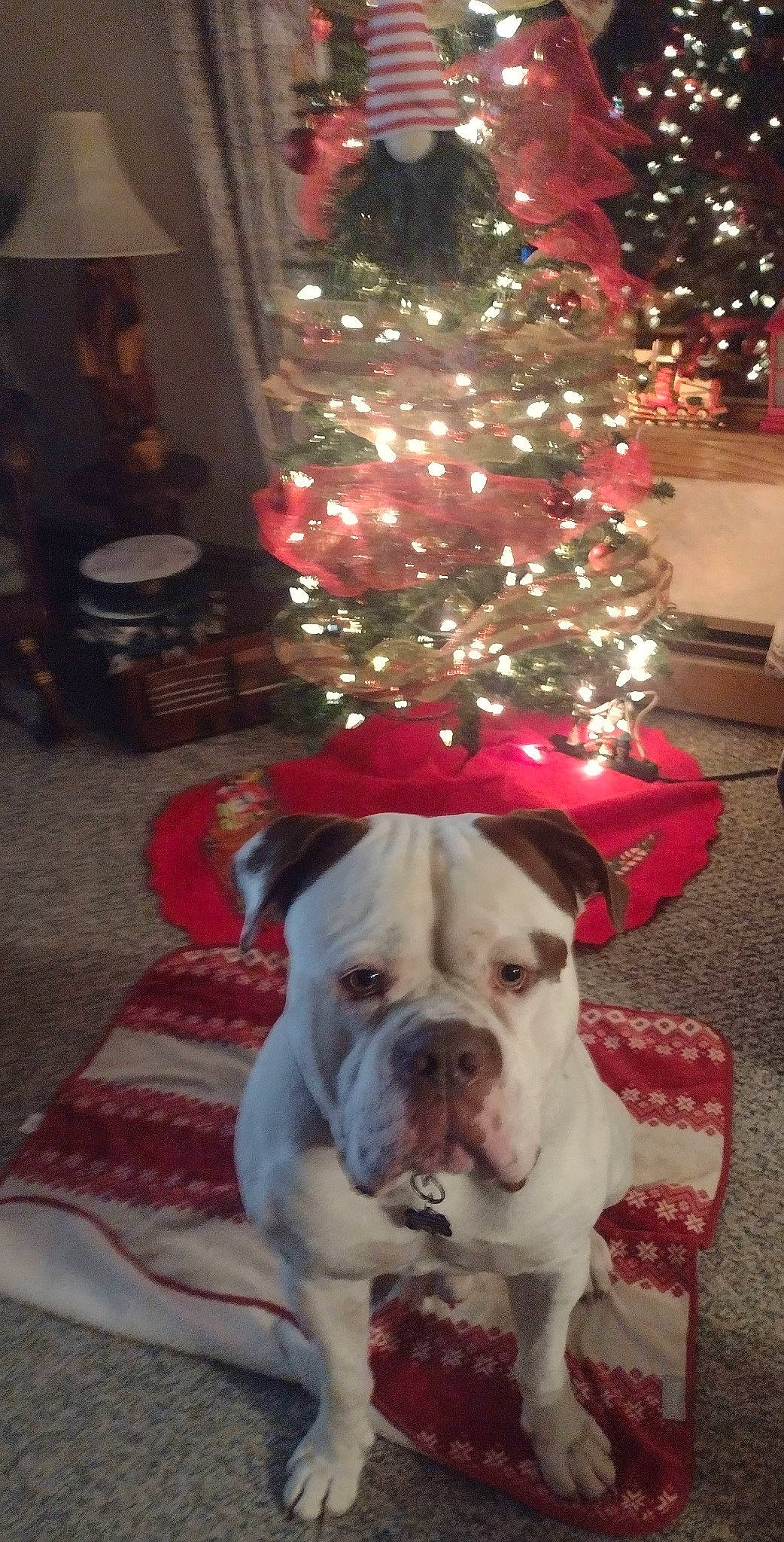Harley is registered to the contest to win money with this photo: bulldog, carnivore, christmas, christmas_decoration, christmas_eve, christmas_ornament, christmas_tree, companion_dog, dog, dog_breed, event, evergreen, fawn, holiday, holiday_ornament, plant, snout, sporting_group, tree, window