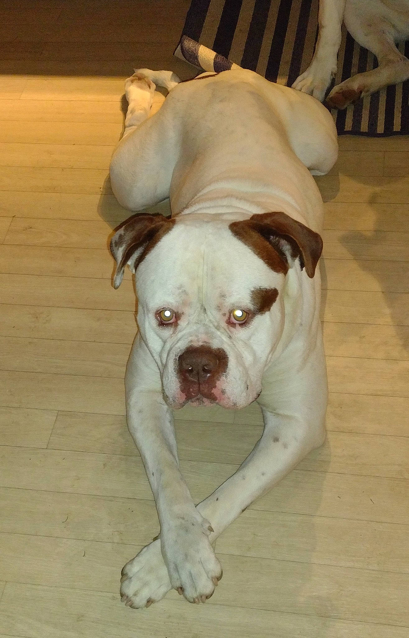 Harley is registered to the contest to win money with this photo: bulldog, canidae, carnivore, collar, companion_dog, dog, dog_breed, dog_collar, dog_supply, fawn, flooring, hardwood, molosser, snout, sporting_group, terrestrial_animal, toy_dog, wood, working_animal, wrinkle