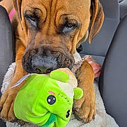 Niah is registered to the contest to win money with this photo: dog, brown_dog, plush_toy, green_toy, car_interior, blanket, pet, animal, close_up, soft_texture, cute, paw, seat, fur, indoors, toy, wrinkles, nose, ears, expression
