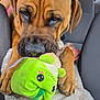 dog, brown_dog, plush_toy, green_toy, car_interior, blanket, pet, animal, close_up, soft_texture, cute, paw, seat, fur, indoors, toy, wrinkles, nose, ears, expression