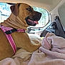 Niah is registered to the contest to win money with this photo: dog, canine, pet, animal, car_interior, blanket, harness, window, sunlight, seatbelt, fur, leisure, resting, tongue_out, side_view, comfort, travel, domestic_animal, mammal, relaxation