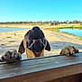 Niah joined the competition — help win amazing prizes! dog, nose, paws, wooden_fence, beach, sand, water, pond, sky, outdoor, animal, pet, nature, daylight, happy, curious, closeup, playful, canine, landscape