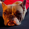 animal_photography, blanket, brown_and_white, close_up, couch, dog, ears, eyes, french_bulldog, home, indoors, lying_down, nose, pet, portrait, red_blanket, relaxed, resting, snout, wrinkles
