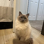 Maple joined the competition — help win amazing prizes! bedding, carpet, cat, closet, cute, domestic_animal, door, ears, eyes, fluffy_cat, home_interior, indoor, long_fur, pet, portrait, sitting, tail, toy, whiskers, wooden_floor