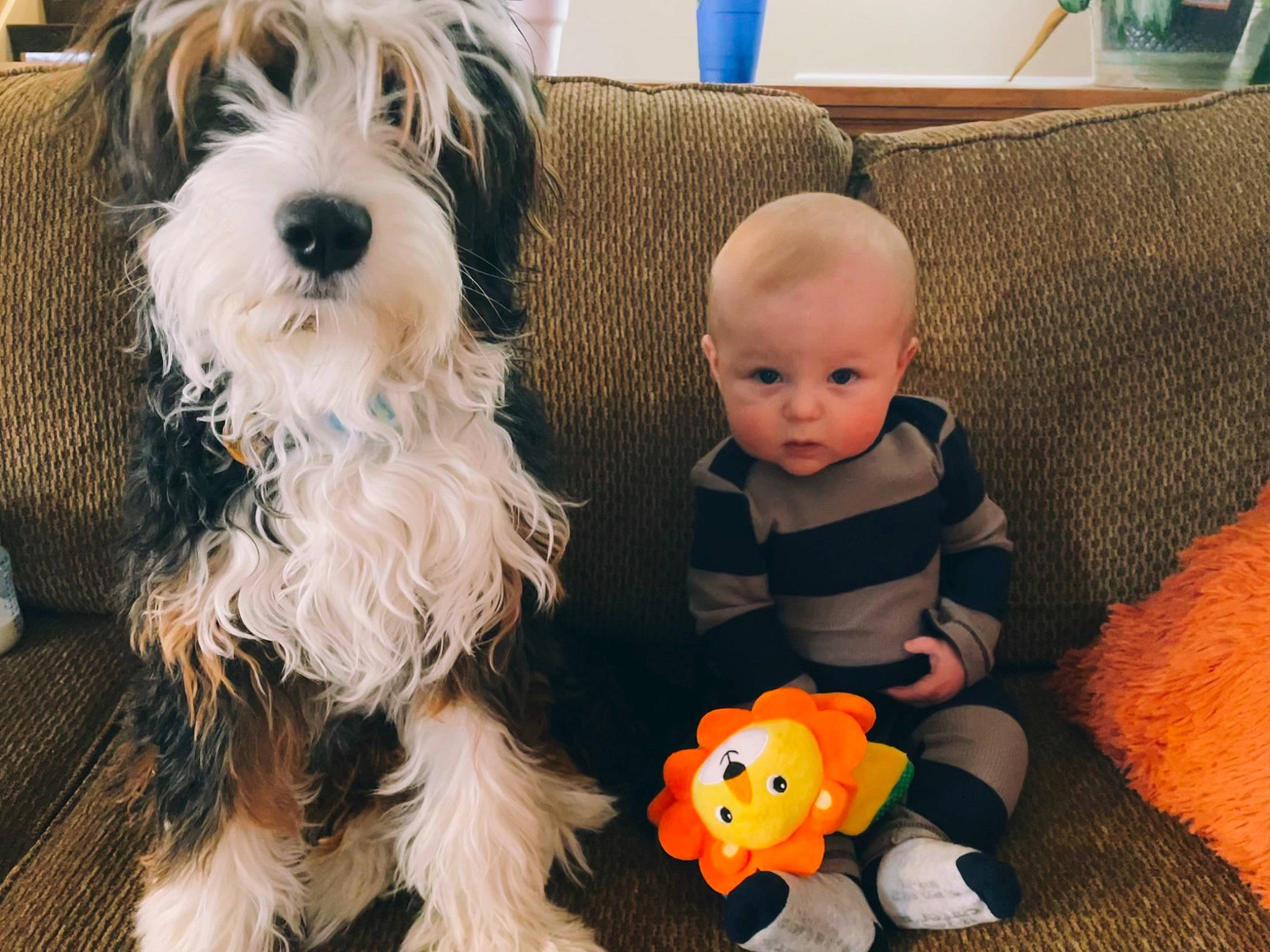 Echo joined the competition — help win amazing prizes! baby, canidae, carnivore, child, companion_dog, couch, dog, dog_breed, dog_clothes, flooring, fur, living_room, person, schnauzer, sitting, small_terrier, sporting_group, terrier, toddler, toy