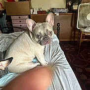 Paris joined the competition — help win amazing prizes! dog, french_bulldog, bed, indoor, pet, animal, furniture, fan, curious, looking_back, canine, light_brown, ears, fur, resting, cozy, room, blanket, blur, finger