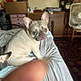 dog, french_bulldog, bed, indoor, pet, animal, furniture, fan, curious, looking_back, canine, light_brown, ears, fur, resting, cozy, room, blanket, blur, finger