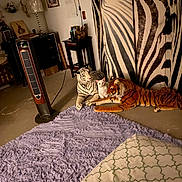 Snowy is registered to the contest to win money with this photo: cat, stuffed_animal, tiger, white_cat, rug, purple_rug, zebra_stripes, curtain, heater, lamp, table, chair, wall_art, indoor, floor, decor, animal_figure, furniture, room, cozy