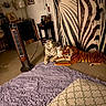 cat, stuffed_animal, tiger, white_cat, rug, purple_rug, zebra_stripes, curtain, heater, lamp, table, chair, wall_art, indoor, floor, decor, animal_figure, furniture, room, cozy