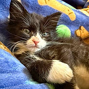 Willie is registered to the contest to win money with this photo: kitten, cat, black_and_white, fluffy, pink_nose, whiskers, blue_blanket, patterned_blanket, cute, pet, animal, fur, relaxed, indoor, closeup, young_cat, resting, soft_texture, domestic_cat, playful