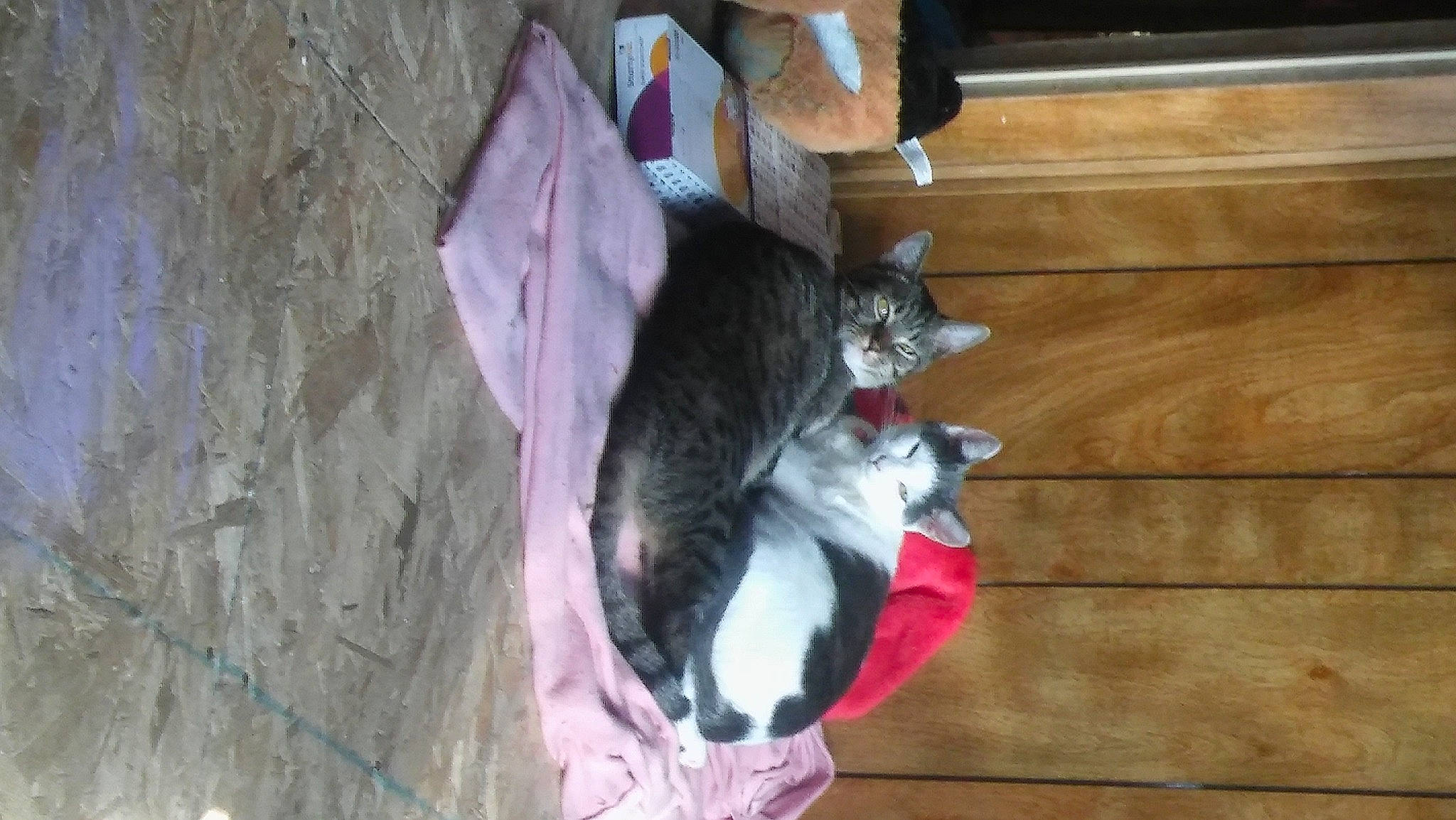 Mimi is registered to the contest to win money with this photo: canidae, carnivore, cat, dog_breed, domestic_short_haired_cat, felidae, flooring, fur, grey, hardwood, small_to_medium_sized_cats, sporting_group, tail, whiskers, wood