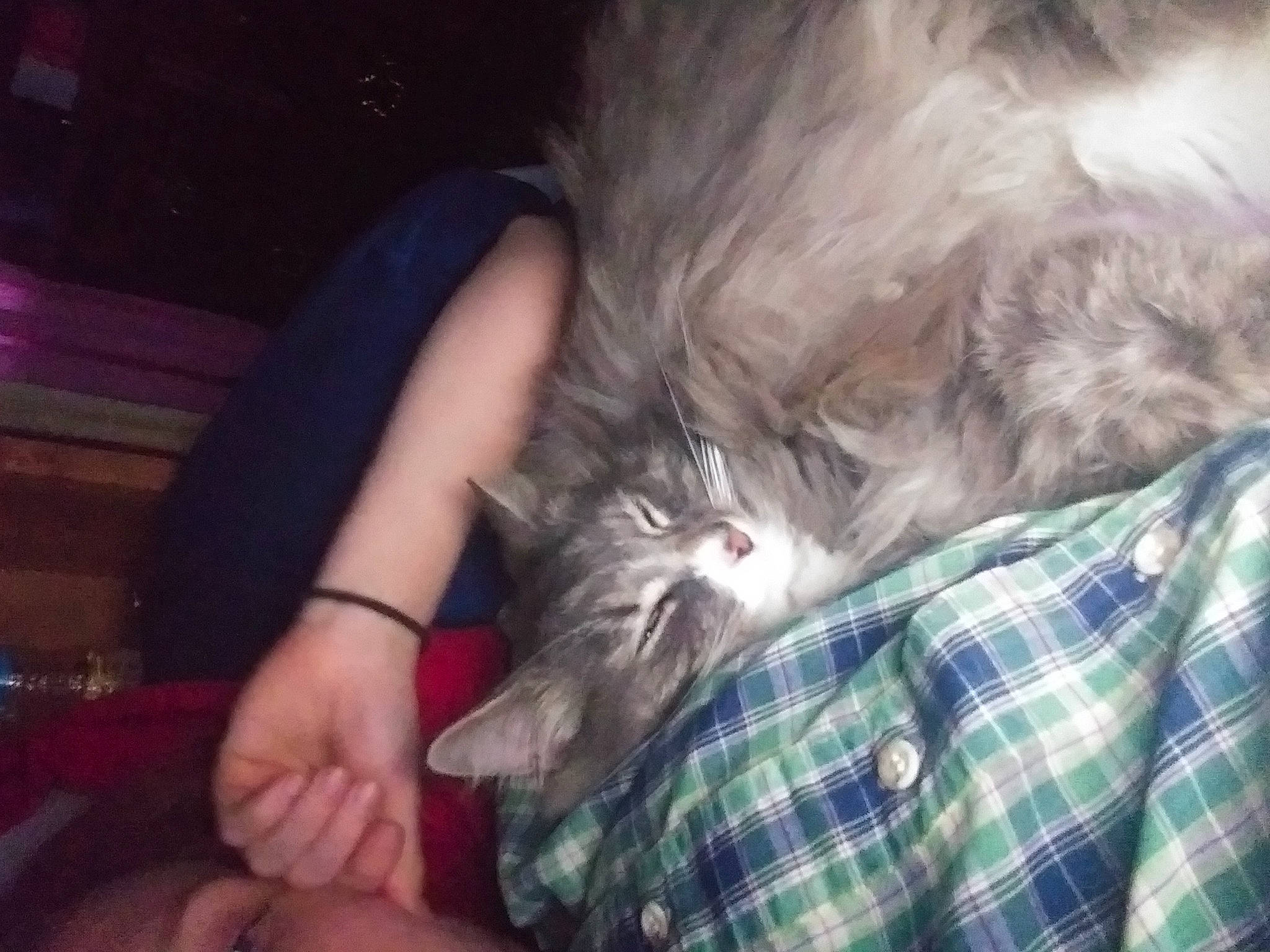 Cotton is registered to the contest to win money with this photo: carnivore, cat, comfort, companion_dog, dog_breed, domestic_short_haired_cat, felidae, finger, fur, gesture, human_leg, lap, nail, pattern, plaid, small_to_medium_sized_cats, sporting_group, tail, tartan, whiskers