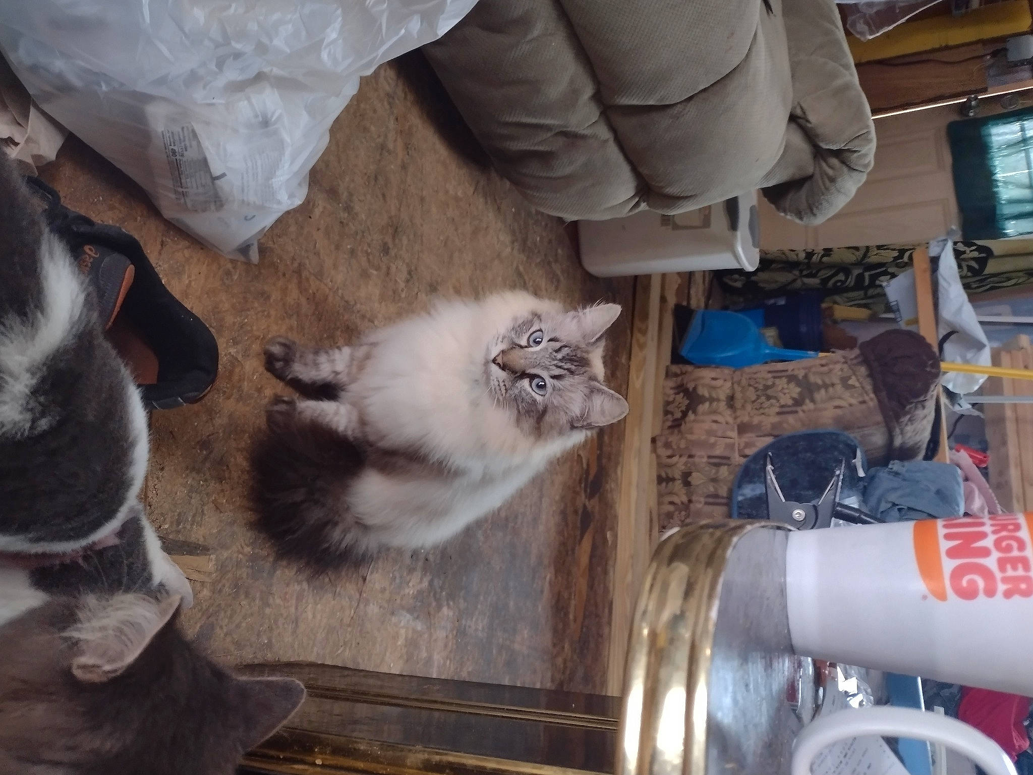 Cotton joined the competition — help win amazing prizes! balinese, box, carnivore, cat, claw, comfort_food, domestic_short_haired_cat, felidae, fur, gas, machine, paw, plastic_bag, plastic_bottle, small_to_medium_sized_cats, tail, thai, tonkinese, whiskers, wood