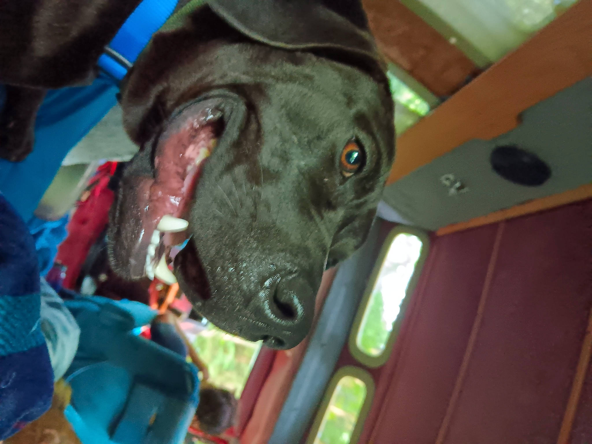 Lincoln is registered to the contest to win money with this photo: canidae, carnivore, collar, companion_dog, dog, dog_breed, dog_collar, ear, fashion_accessory, fawn, guard_dog, liver, non_sporting_group, personal_protective_equipment, pet_supply, snout, sporting_group, whiskers, working_animal