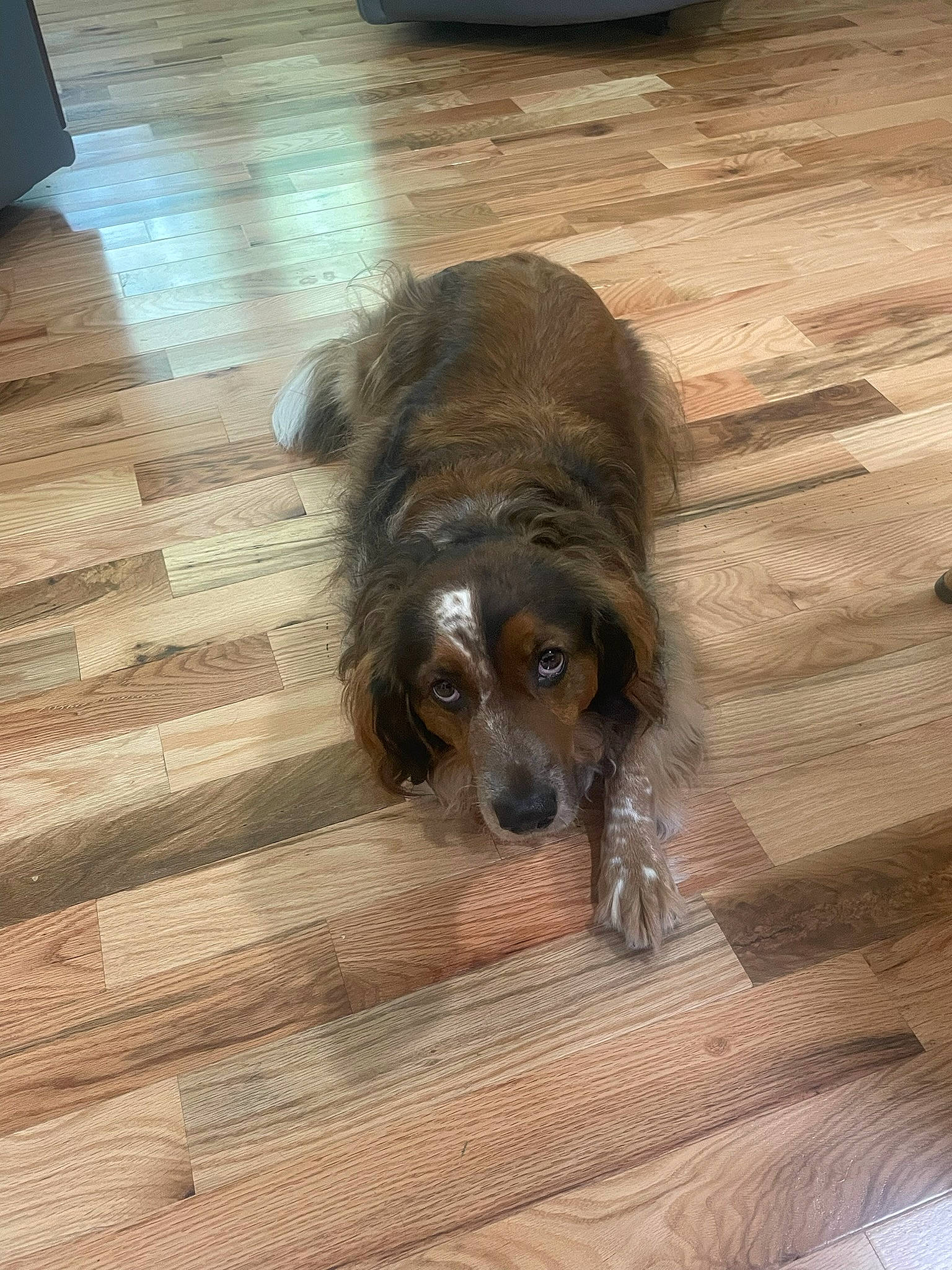 Jasper joined the competition — help win amazing prizes! carnivore, companion_dog, dog, dog_breed, fawn, floor, flooring, fur, hardwood, laminate_flooring, liver, plank, snout, spaniel, toy_dog, varnish, wood, wood_flooring, wood_stain, working_animal