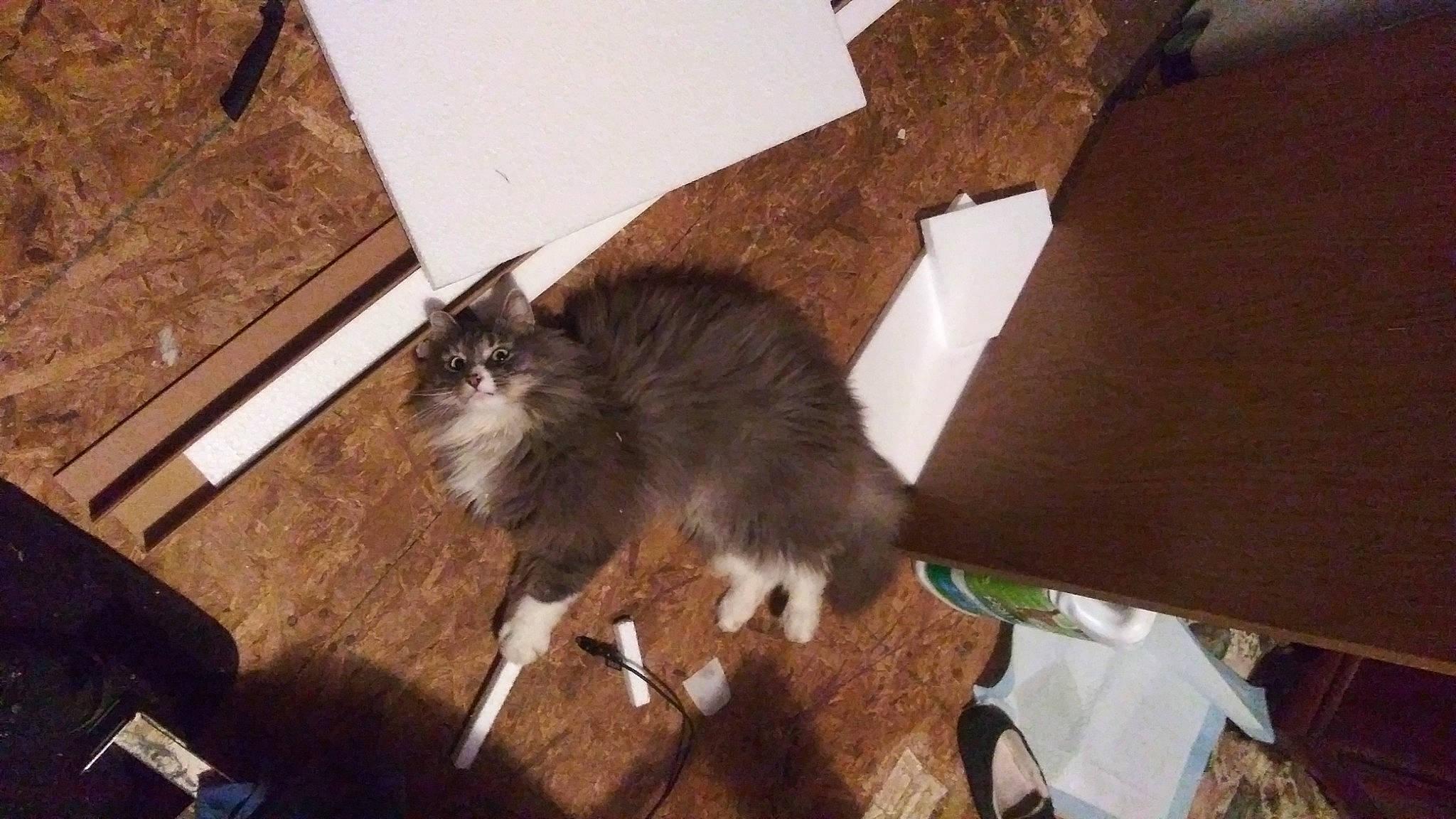 Tybalt joined the competition — help win amazing prizes! brown, carnivore, cat, dog_breed, domestic_short_haired_cat, fawn, felidae, flooring, fur, hardwood, mammal, room, small_to_medium_sized_cats, tail, terrestrial_animal, whiskers, wood