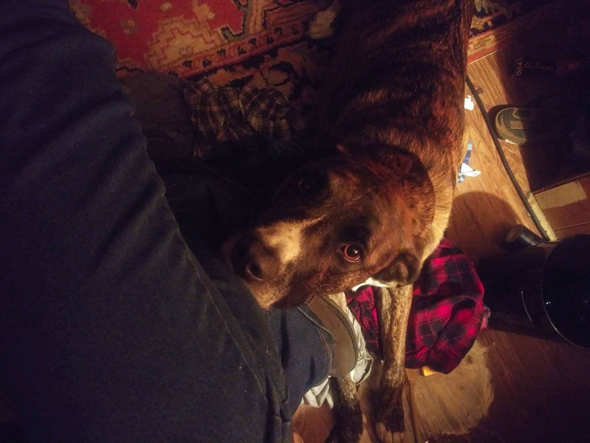 Grizzly joined the competition — help win amazing prizes! backpack, bag, canidae, carnivore, darkness, dog_breed, event, flesh, fun, fur, heat, luggage_and_bags, night, room, sky, sporting_group, tree