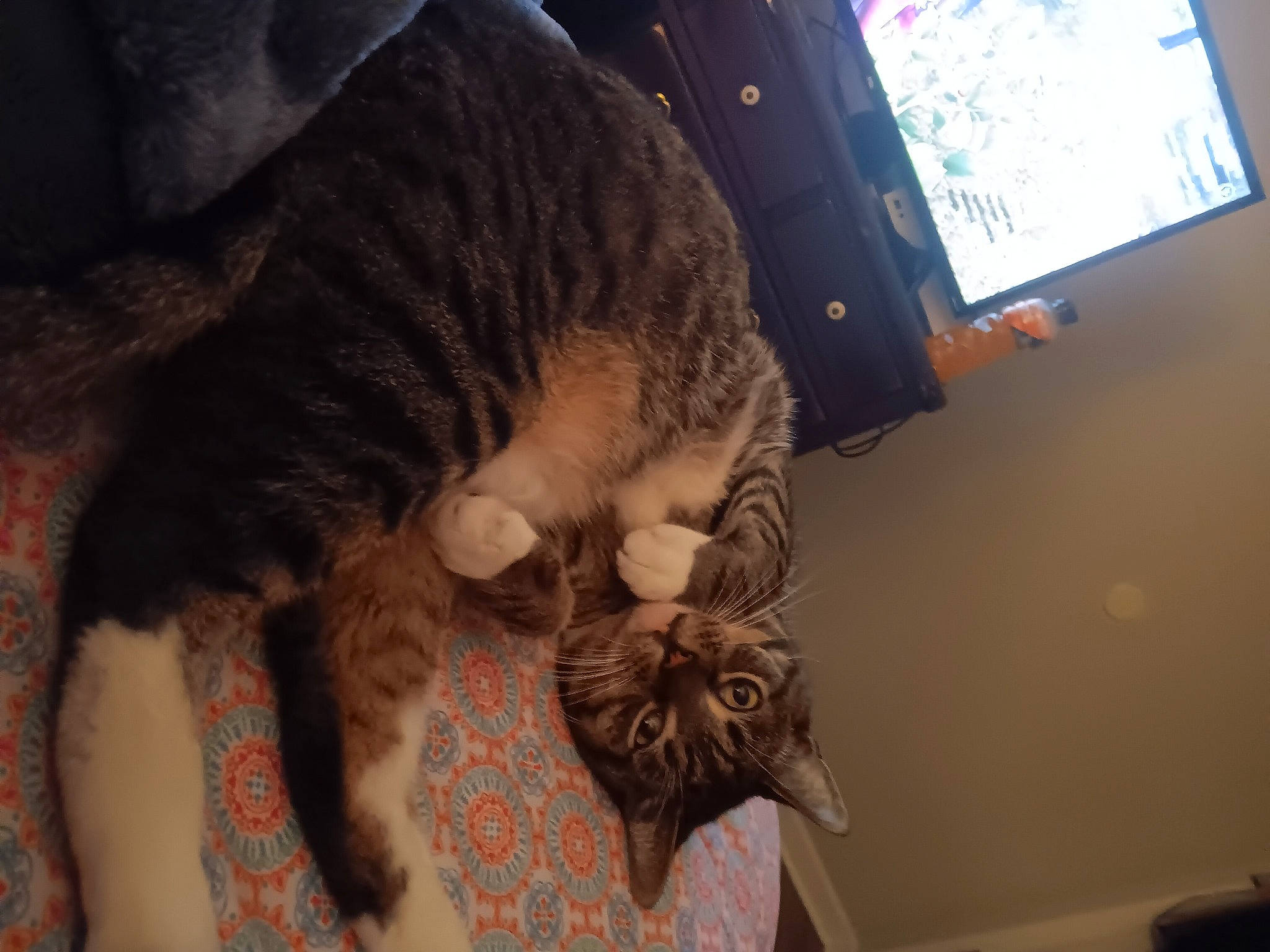 Emma is registered to the contest to win money with this photo: carnivore, cat, claw, comfort, computer_keyboard, computer_monitor, display_device, domestic_short_haired_cat, ear, eye, felidae, fur, lap, nap, paw, room, small_to_medium_sized_cats, tail, whiskers