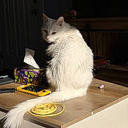 Snow joined the competition — help win amazing prizes! cat, white_cat, longhair, indoor, table, wooden_table, sunlight, shadow, tail, tissue_box, handheld_console, electronics, remote_control, toy, whiskers, fur, pet, looking_back, living_room, portrait