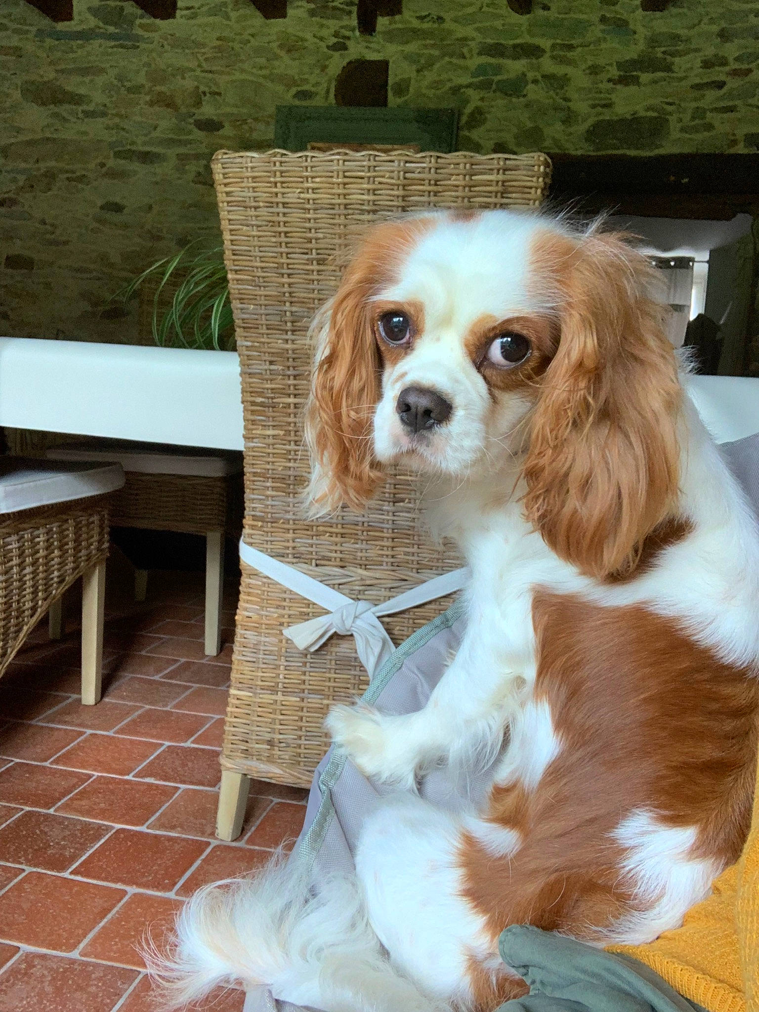 Oz participe au concours pour gagner de l'argent avec cette photo : canidae, carnivore, cavalier, cavalier_king_charles_spaniel, cocker_spaniel, companion_dog, dog, dog_breed, fawn, king_charles_spaniel, mammal, phalene, rare_breed_dog, spaniel, sporting_group, toy_dog, vertebrate