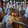 Tully Hart is registered to the contest to win money with this photo: dog, fireplace, christmas_stockings, holiday_decor, armchair, cozy, warm_light, living_room, festive, wreath, decorations, mantel, sitting, pets, indoors, seasonal, home, spotted_dog, relaxing, christmas