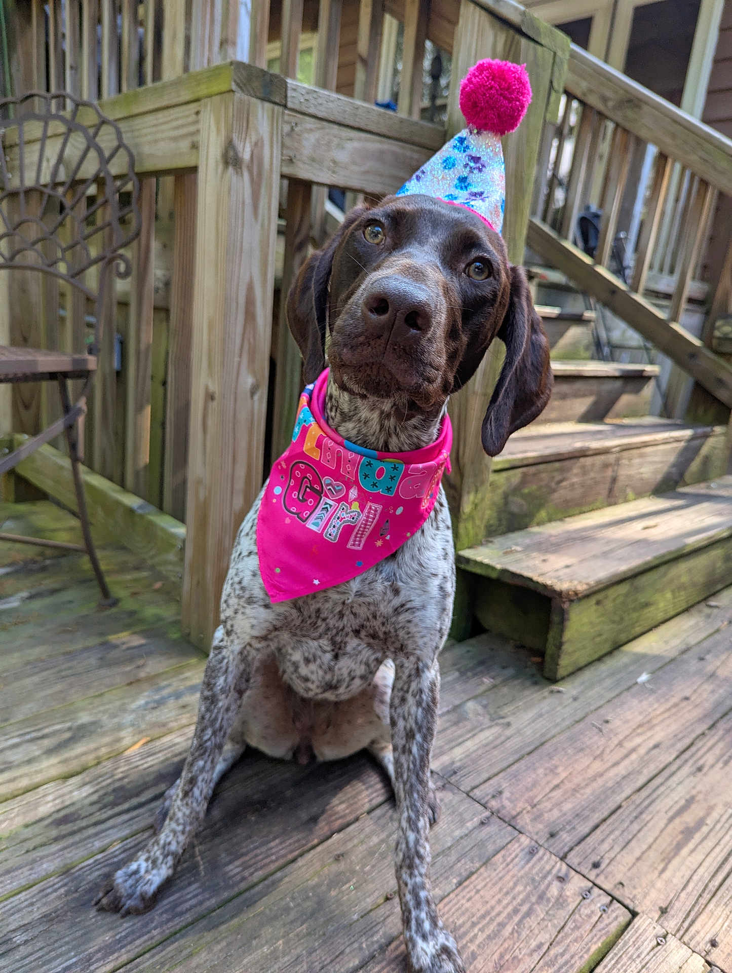 Tully Hart is registered to the contest to win money with this photo: dog, party_hat, bandana, pink, outdoor, wooden_deck, stairs, pet, animal, curious, sitting, brown, white_spots, festive, celebration, cute, portrait, canine, ears, head_tilt
