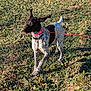 Tully Hart is registered to the contest to win money with this photo: dog, leash, outdoor, grass, pet, animal, black_and_white, spotted, ears, collar, playful, canine, nature, field, sunlight, active, standing, alert, domestic_animal, daytime