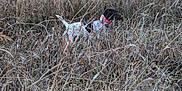 Tully Hart joined the competition — help win amazing prizes! dog, field, grass, outdoor, nature, animal, collar, brown, white, pointing, alert, wildlife, canine, dry_grass, summer, landscape, pet, mammal, fur, standing