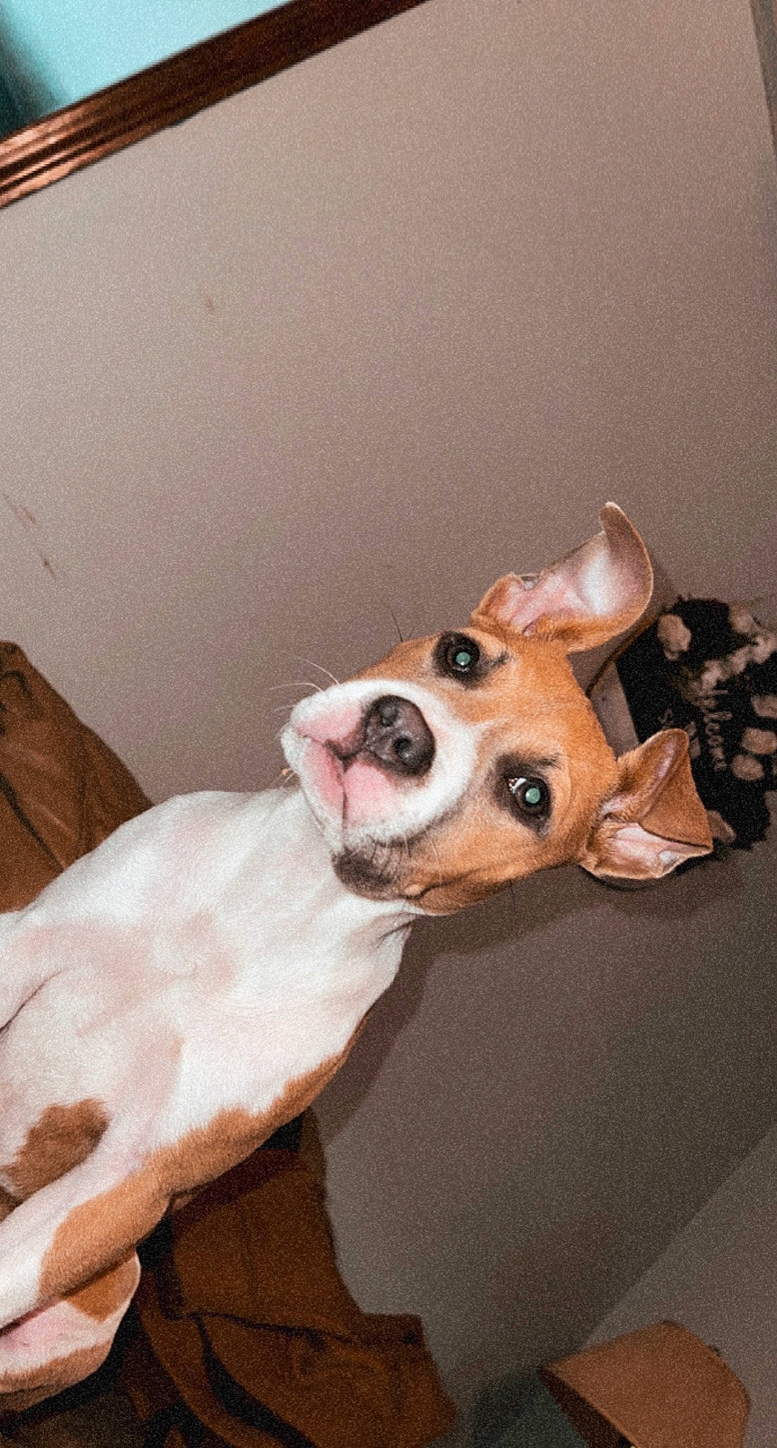 Malibu joined the competition — help win amazing prizes! canidae, carnivore, comfort, companion_dog, dog, dog_breed, dog_supply, ear, fawn, flooring, fur, non_sporting_group, peach, snout, sporting_group, stuffed_toy, toy, whiskers, wood, working_animal