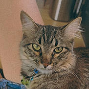 Moose joined the competition — help win amazing prizes! cat, tabby_cat, pet, animal, indoor, closeup, green_eyes, fur, whiskers, person, lap, denim_shorts, relaxing, domestic, feline, collar, metal_trash_can, background, comfort, household