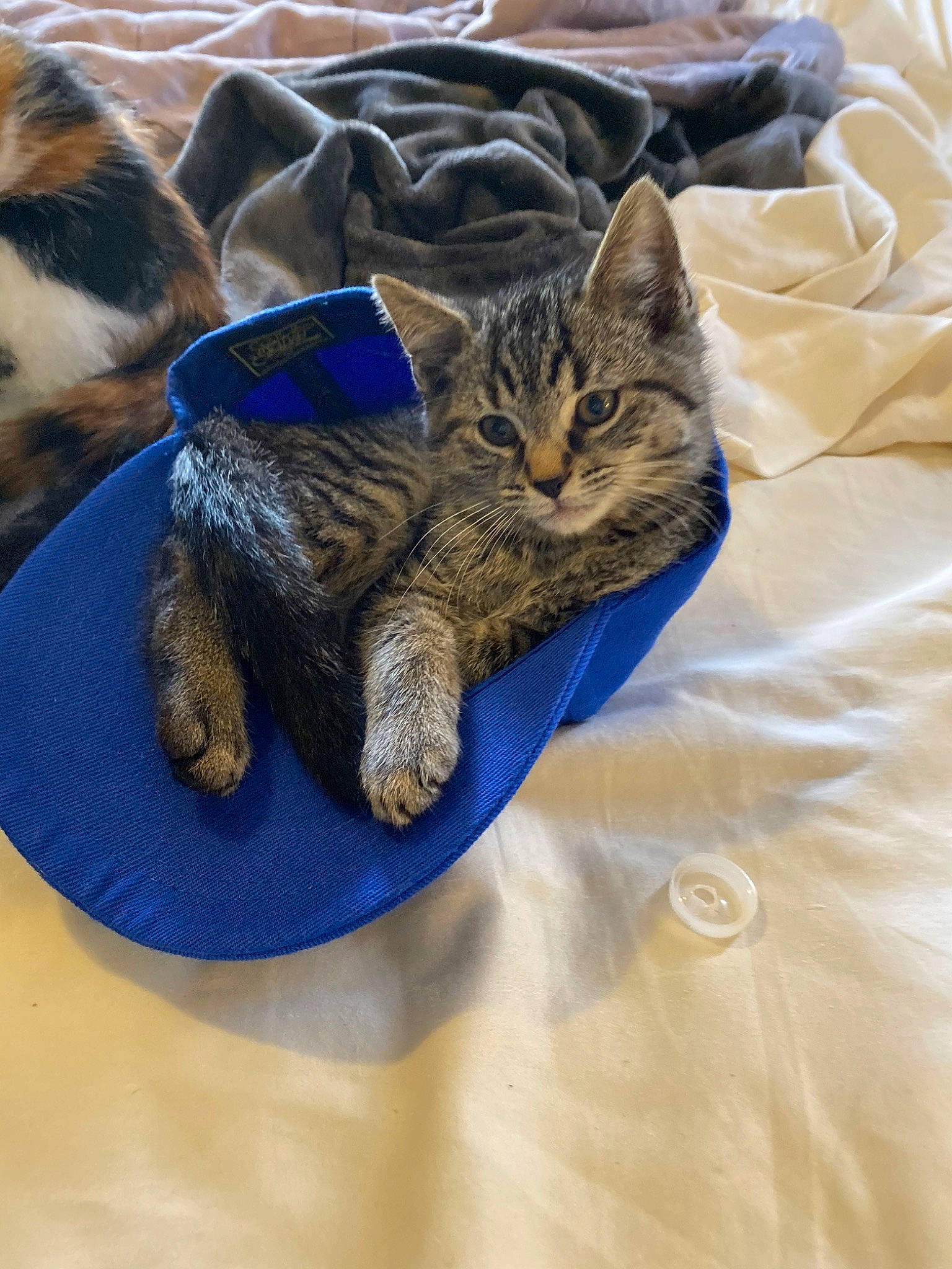 Paul joined the competition — help win amazing prizes! american_shorthair, asian, carnivore, cat, claw, domestic_short_haired_cat, dragon_li, ear, european_shorthair, felidae, fur, kitten, paw, pixie_bob, polydactyl_cat, sand, small_to_medium_sized_cats, tabby_cat, whiskers, wild_cat