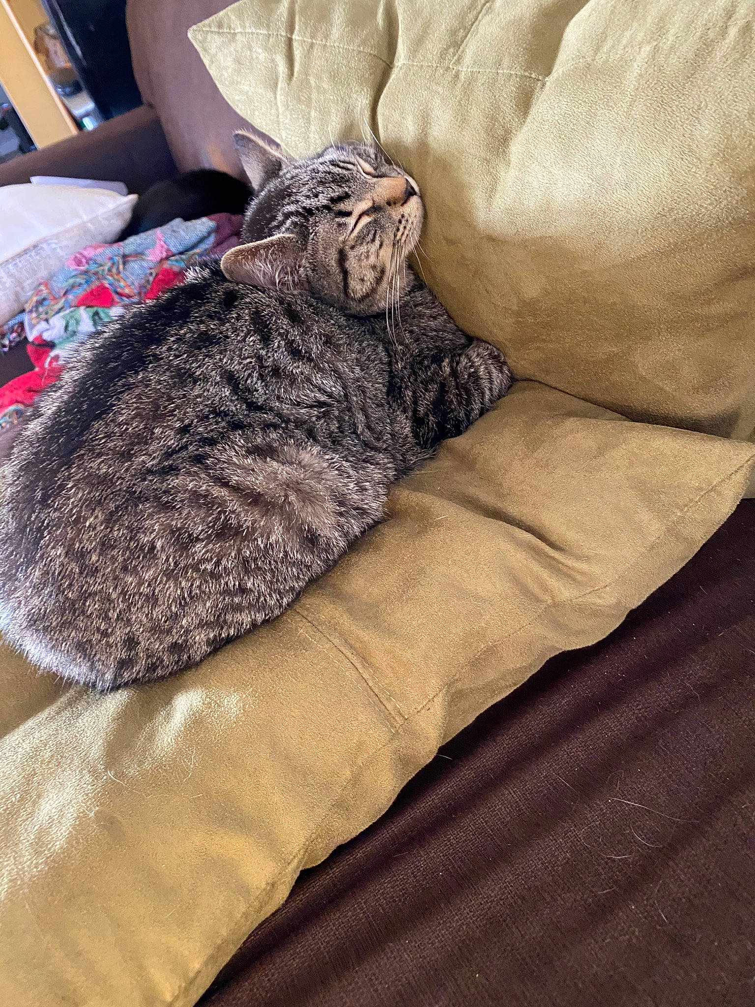 Paul is registered to the contest to win money with this photo: cat, felidae, fur, linens, nap, sleep, textile, wool