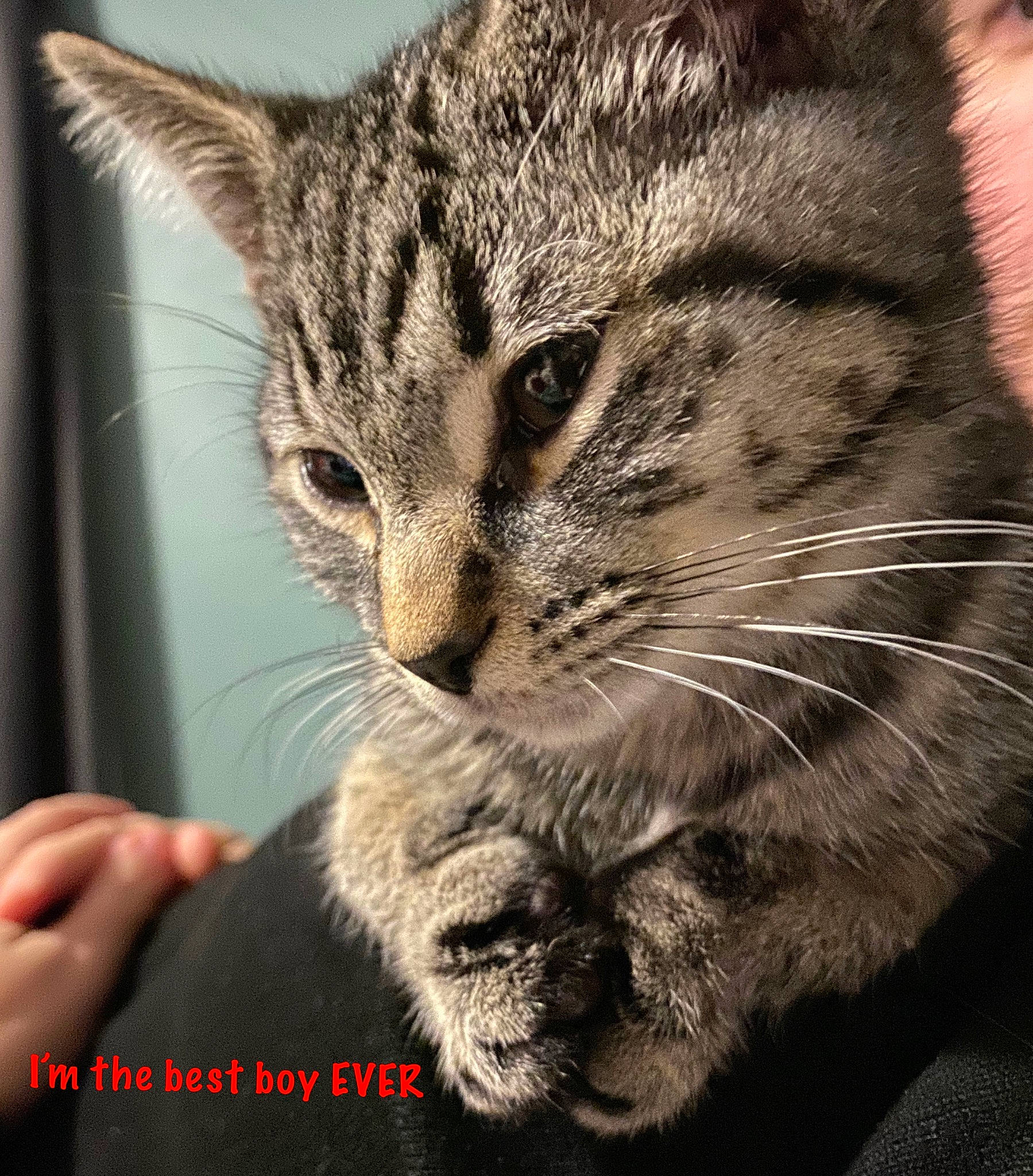 Paul joined the competition — help win amazing prizes! american_bobtail, american_shorthair, asian, california_spangled, carnivore, cat, domestic_short_haired_cat, dragon_li, egyptian_mau, european_shorthair, felidae, kitten, mammal, pixie_bob, small_to_medium_sized_cats, snout, tabby_cat, vertebrate, whiskers, wild_cat