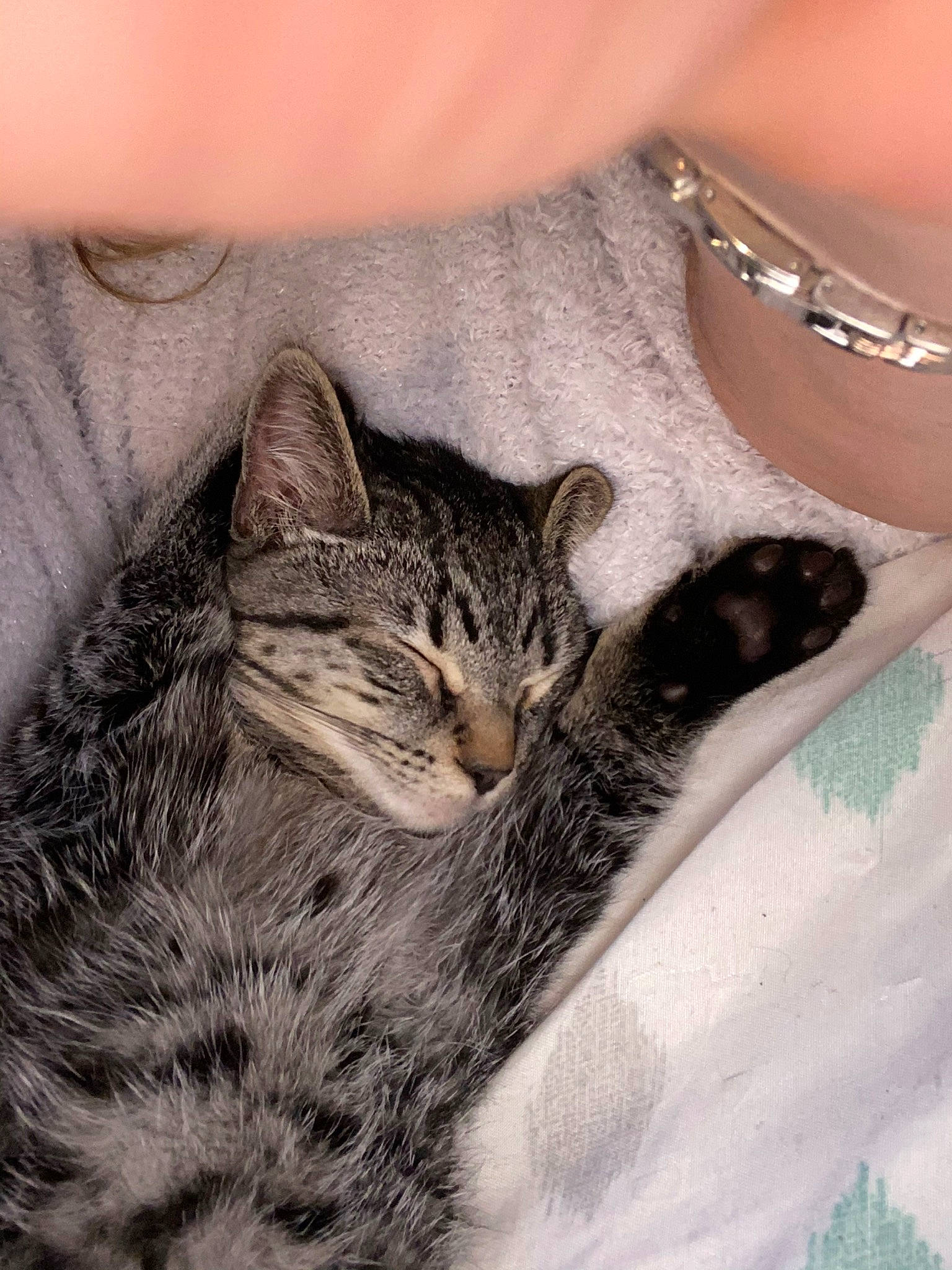 Paul is registered to the contest to win money with this photo: american_shorthair, american_wirehair, asian, california_spangled, carnivore, cat, domestic_short_haired_cat, dragon_li, egyptian_mau, european_shorthair, eye, felidae, kitten, mammal, pixie_bob, skin, small_to_medium_sized_cats, tabby_cat, vertebrate, whiskers