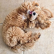 Fred is registered to the contest to win money with this photo: dog, curly_fur, fluffy, pet, indoor, floor, tile, cute, animal, small_dog, brown_fur, playful, canine, mouth_open, resting, sleepy, fur, paw, adorable, companion
