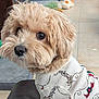 Fred joined the competition — help win amazing prizes! dog, pet, curly_fur, white_sweater, cute, indoor, portrait, fur, animal, canine, closeup, looking_away, soft_light, domestic_animal, adorable, fluffy, small_dog, attentive, seated, furry